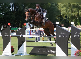 Oldenburg, Stallone, 14 Anni, 177 cm, Baio