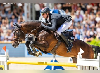 Oldenburg, Stallone, 14 Anni, 177 cm, Baio