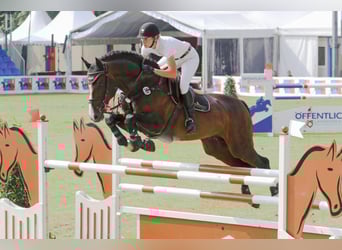 Holstein, Stallone, 24 Anni, 171 cm, Baio