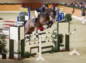 Holstein, Stallone, 24 Anni, 171 cm, Baio