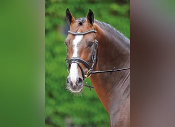 Holstein, Stallone, 24 Anni, 171 cm, Baio