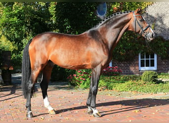 Holsteiner, Hengst, 22 Jaar, 171 cm, Bruin