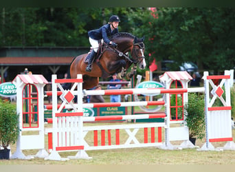 Holsteiner, Hengst, 22 Jaar, 171 cm, Bruin