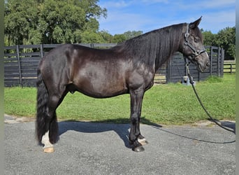 Caspian Horse, Gelding, 15 years, Black