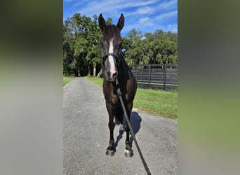 Caspien, Hongre, 14 Ans, Noir