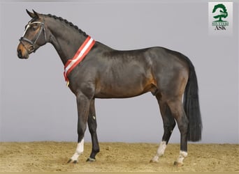 Danish Warmblood, Stallion, 10 years, 16,2 hh, Bay-Dark