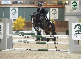 Danish Warmblood, Stallion, 10 years, 16,2 hh, Bay-Dark