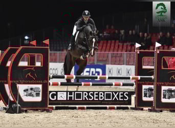 Danish Warmblood, Stallion, 10 years, 16,2 hh, Bay-Dark