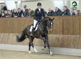 Danish Warmblood, Stallion, 9 years, 16.2 hh, Bay-Dark