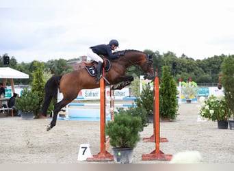 Holsteiner, Hengst, 18 Jaar, 169 cm, Bruin