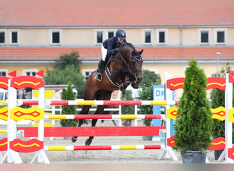 Holsteiner, Hengst, 18 Jaar, 169 cm, Bruin