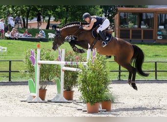 Holsteiner, Hengst, 18 Jaar, 169 cm, Bruin