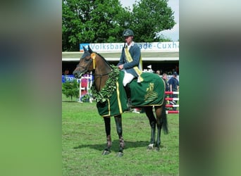 Holsteiner, Hengst, 18 Jaar, 169 cm, Bruin