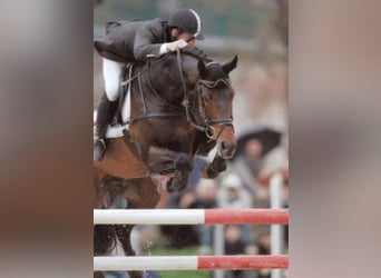 Holsteiner, Hengst, 33 Jaar, 170 cm, Bruin