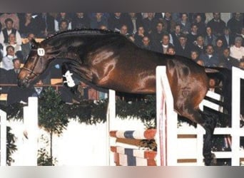 Holsteiner, Hengst, 33 Jaar, 170 cm, Bruin