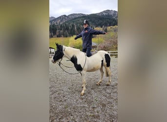 Cavallo Beberbeck, Stallone, 19 Anni, 147 cm, Pezzato