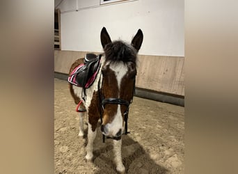 Cavallo Curly, Castrone, 13 Anni, 151 cm, Pezzato