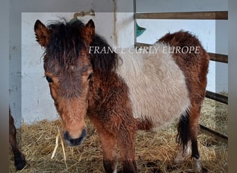 Cavallo Curly, Castrone, 1 Anno, 105 cm, Baio ciliegia