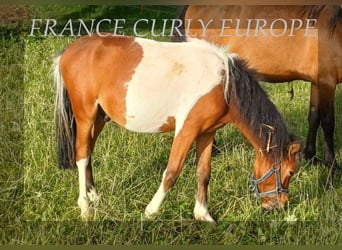 Cavallo Curly, Castrone, 1 Anno, 105 cm, Baio ciliegia