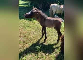 Cavallo Curly, Castrone, 1 Anno, 110 cm, Morello