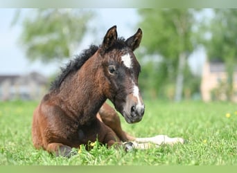 Cavallo Curly, Castrone, 1 Anno, 145 cm, Falbo baio