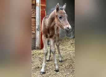 Cavallo Curly, Castrone, 2 Anni, 130 cm, Baio ciliegia