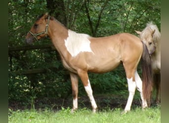 Cavallo Curly, Castrone, 2 Anni, 150 cm, Pezzato