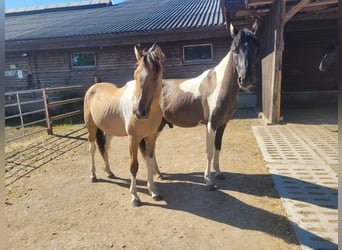 Cavallo Curly, Castrone, 2 Anni, 150 cm, Pezzato