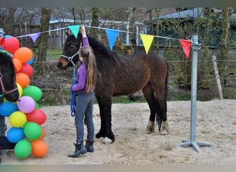 Cavallo Curly Mix, Castrone, 3 Anni, 140 cm, Baio