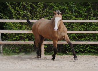 Cavallo Curly, Castrone, 3 Anni, 152 cm