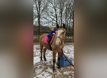 Cavallo Curly, Castrone, 3 Anni, 152 cm
