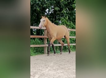 Cavallo Curly, Castrone, 3 Anni, 152 cm, Falbo