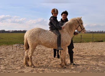 Cavallo Curly Mix, Castrone, 4 Anni, 132 cm, Palomino