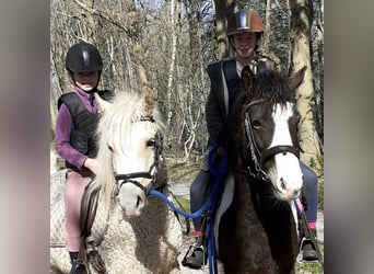 Cavallo Curly Mix, Castrone, 4 Anni, 132 cm, Palomino