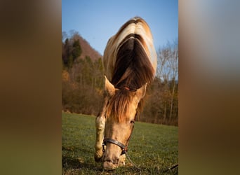 Cavallo Curly, Castrone, 4 Anni, 140 cm, Pezzato