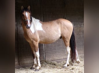 Cavallo Curly, Castrone, 4 Anni, 146 cm, Pezzato