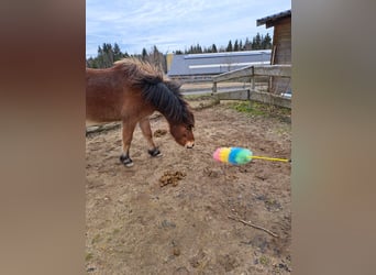 Cavallo Curly Mix, Castrone, 5 Anni, 118 cm, Baio ciliegia