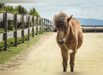 Cavallo Curly Mix, Castrone, 5 Anni, 118 cm, Baio ciliegia