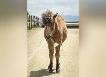 Cavallo Curly Mix, Castrone, 5 Anni, 118 cm, Baio ciliegia