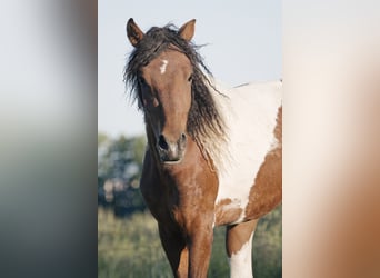 Cavallo Curly, Castrone, 5 Anni, 152 cm, Tobiano-tutti i colori