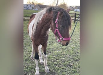 Cavallo Curly, Castrone, 5 Anni, 152 cm, Tobiano-tutti i colori