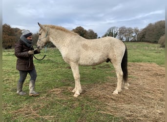 Cavallo Curly, Castrone, 6 Anni, 162 cm, Falbo