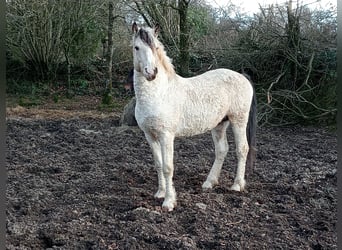 Cavallo Curly, Castrone, 6 Anni, 162 cm, Falbo