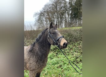 Cavallo Curly, Castrone, 7 Anni, 143 cm