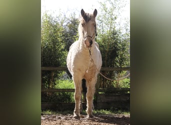 Cavallo Curly, Castrone, 7 Anni, 160 cm, Pelle di daino