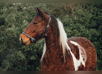 Cavallo Curly, Giumenta, 11 Anni, 158 cm, Tobiano-tutti i colori