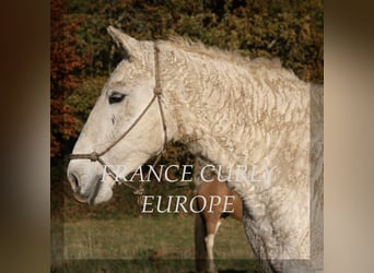 Cavallo Curly, Giumenta, 19 Anni, 153 cm, Grigio pezzato