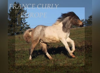 Cavallo Curly, Giumenta, 1 Anno, 130 cm, Roano blu