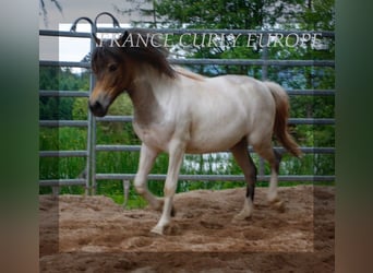 Cavallo Curly, Giumenta, 1 Anno, 130 cm, Roano blu