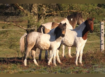 Cavallo Curly, Giumenta, 1 Anno, 130 cm, Roano blu